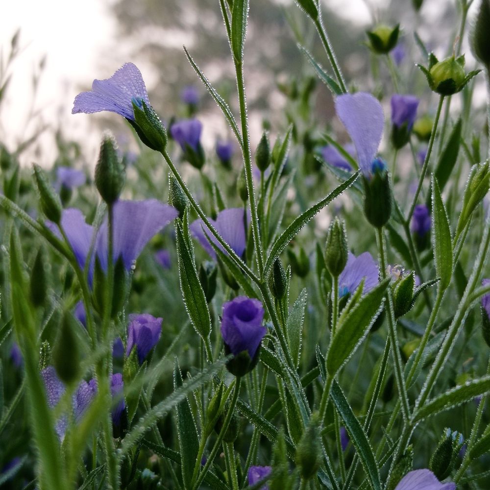 sustainable flax crop growing in a field