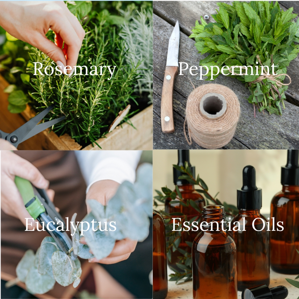 Picture showing the three fresh plants Rosemary, Peppermint and eucalyptus, with the forth picture showing them in essential oils used in the making of our solid shampoo bar.