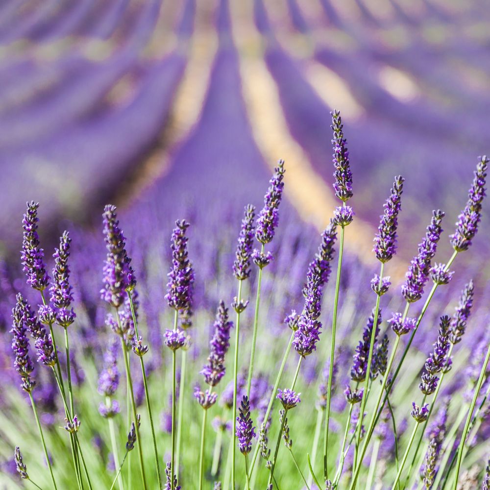 lavender