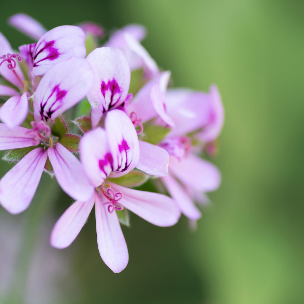 Rose geranium essential oil