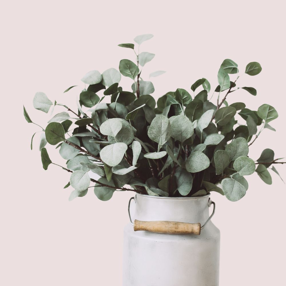 Eucalyptus essential oil in fresh facial bar for cleansing