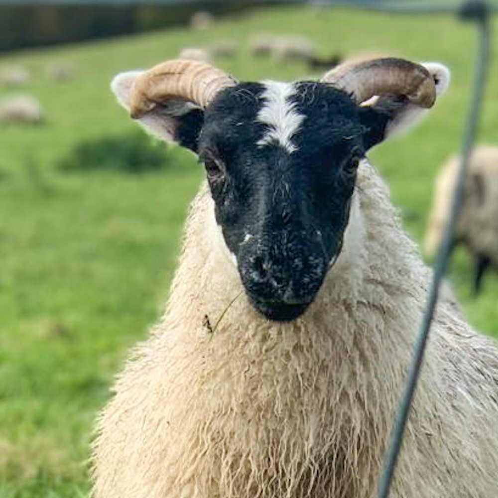 sheep