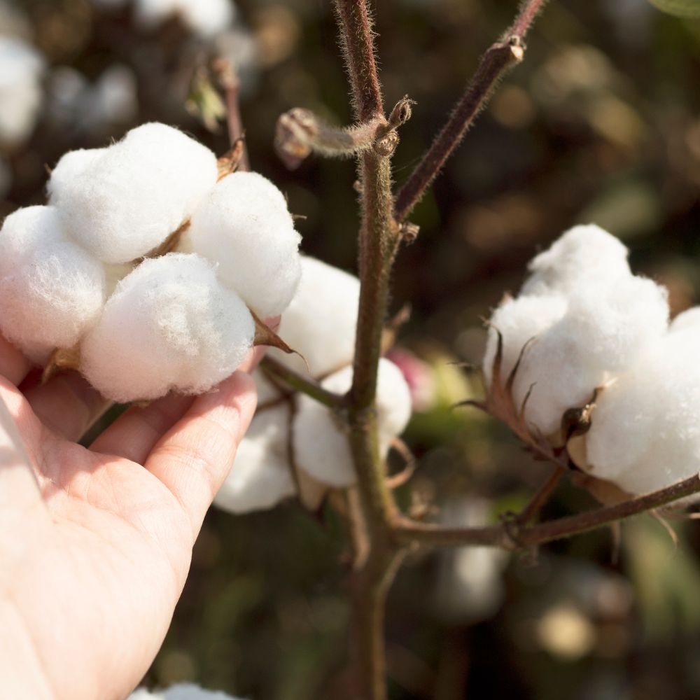 organic cotton a sustainable crop that we use as the lining for our Beauly Shopping Tote