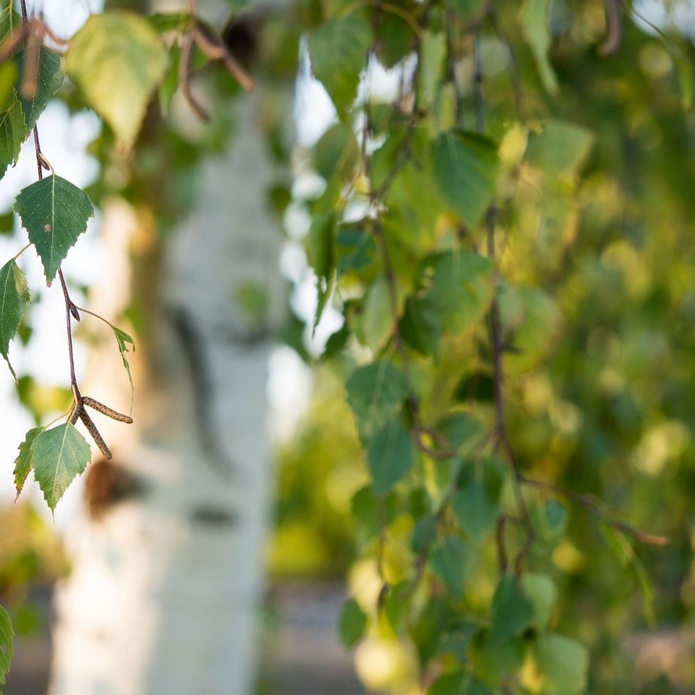 Birch Trees in Scotland's forests