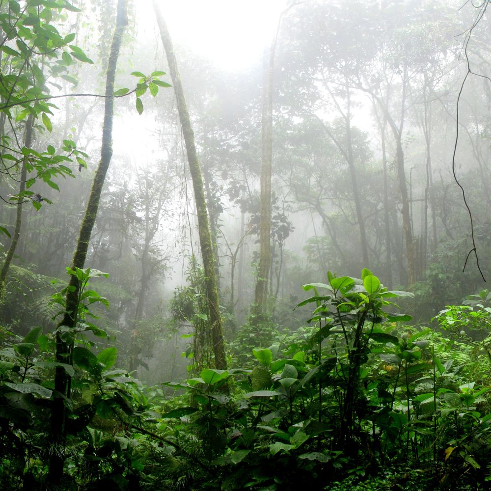 wenge (Millettia laurentii) tree