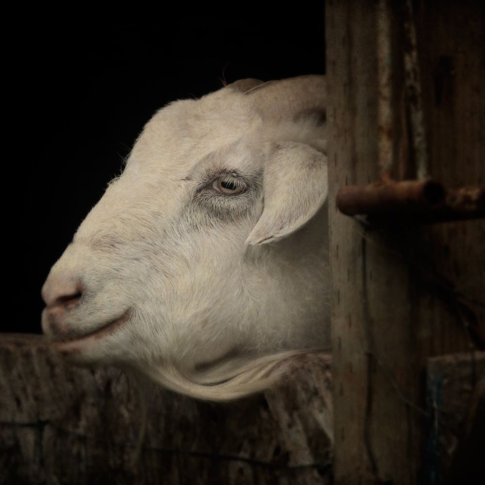 Kashmir Goat