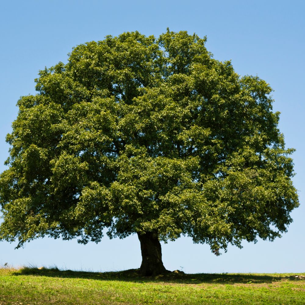oak