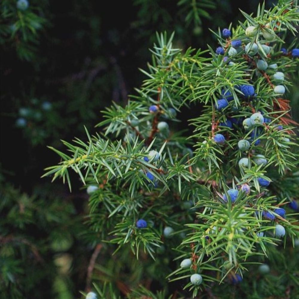 Juniper Berry