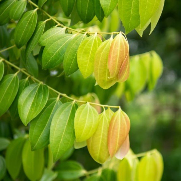 Organic Cinnamon Leaf Essential Oil