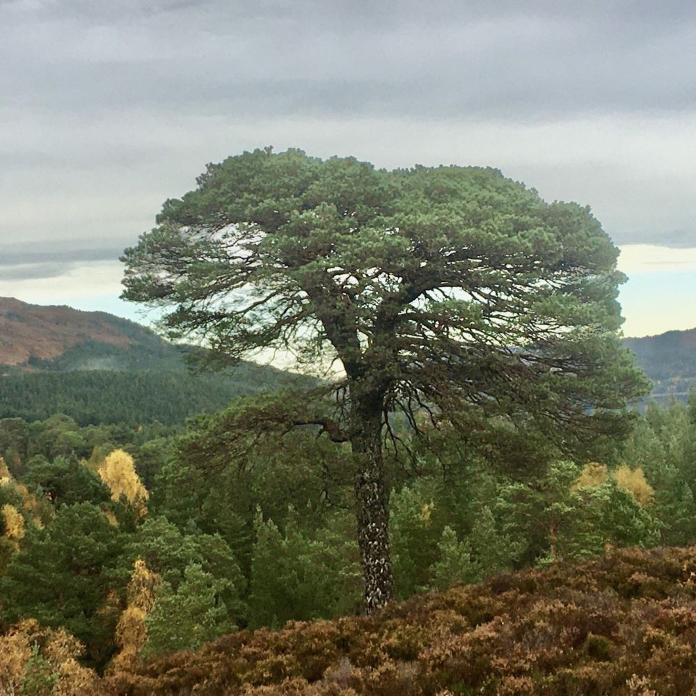 Caledonian Pine at Glen Affric