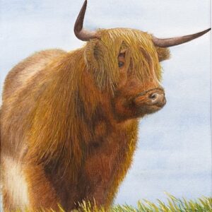 Pastel painting of Highland Cow