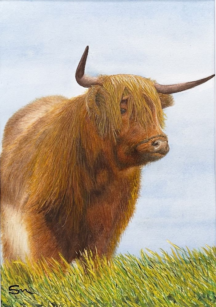 Pastel painting of Highland Cow