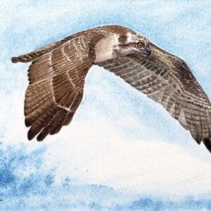watercolour painting of an osprey on the wing