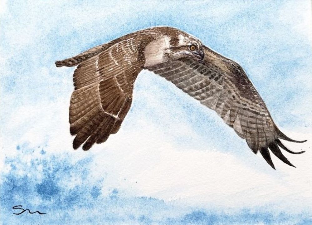 watercolour painting of an osprey on the wing