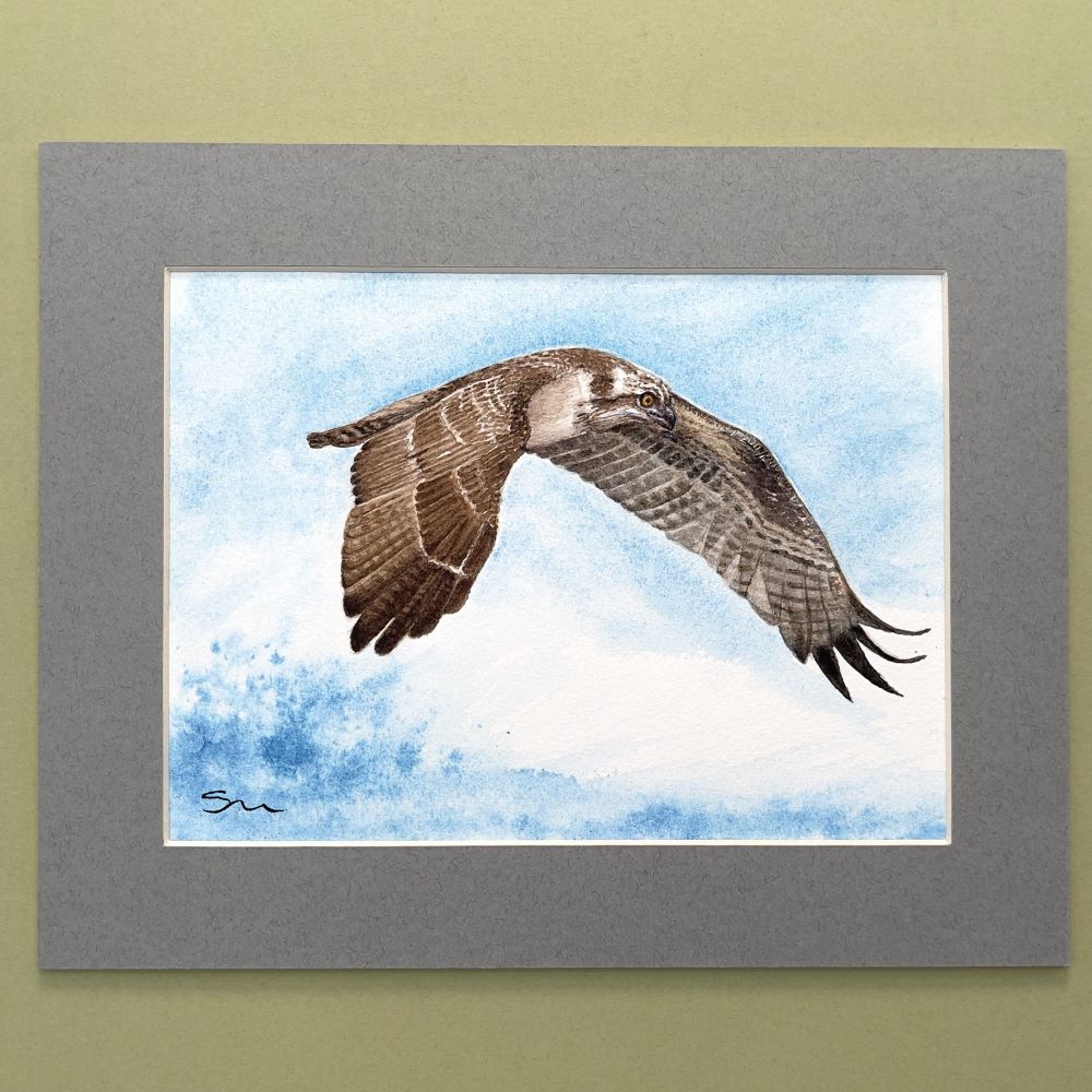 watercolour art of an osprey in flight Scottish watercolour art