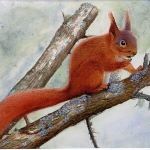 Watercolour painting of a red squirrel