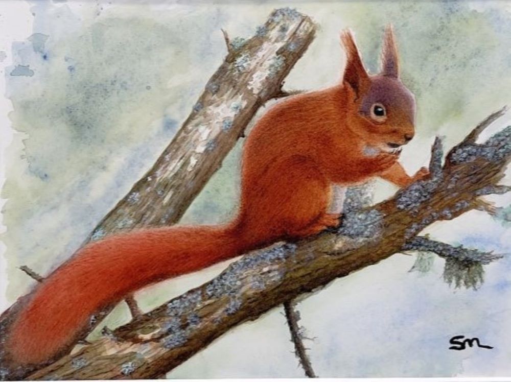 Watercolour painting of a red squirrel