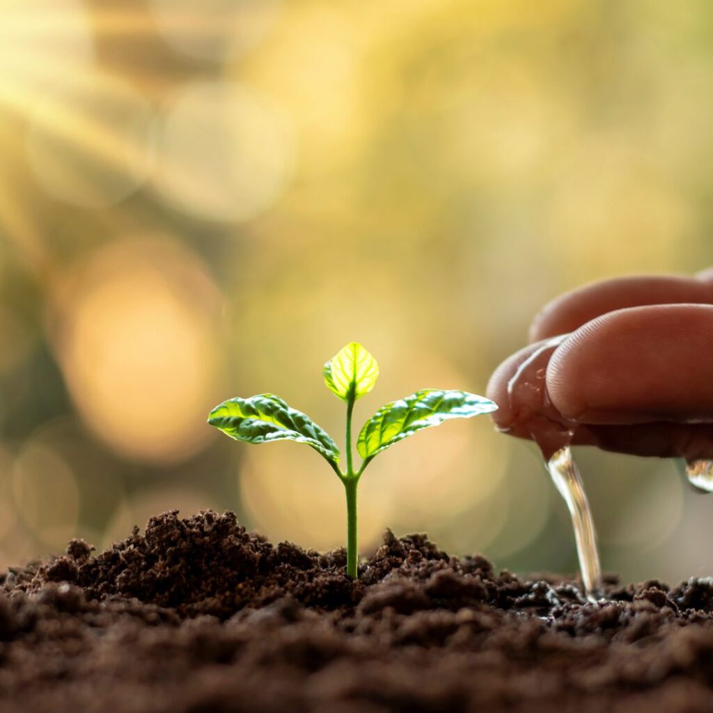 Seedling