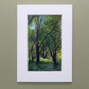 A watercolour colour painting of birch woodland in summer where sunlight illuminates the woodland floor beckoning you on