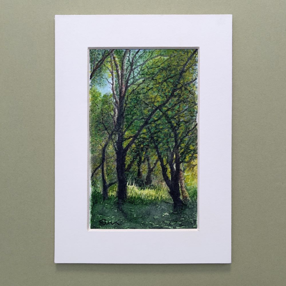 A watercolour colour painting of birch woodland in summer where sunlight illuminates the woodland floor beckoning you on