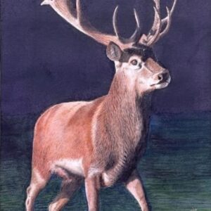 stag