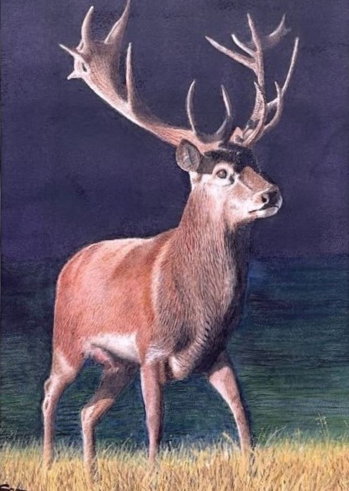 stag