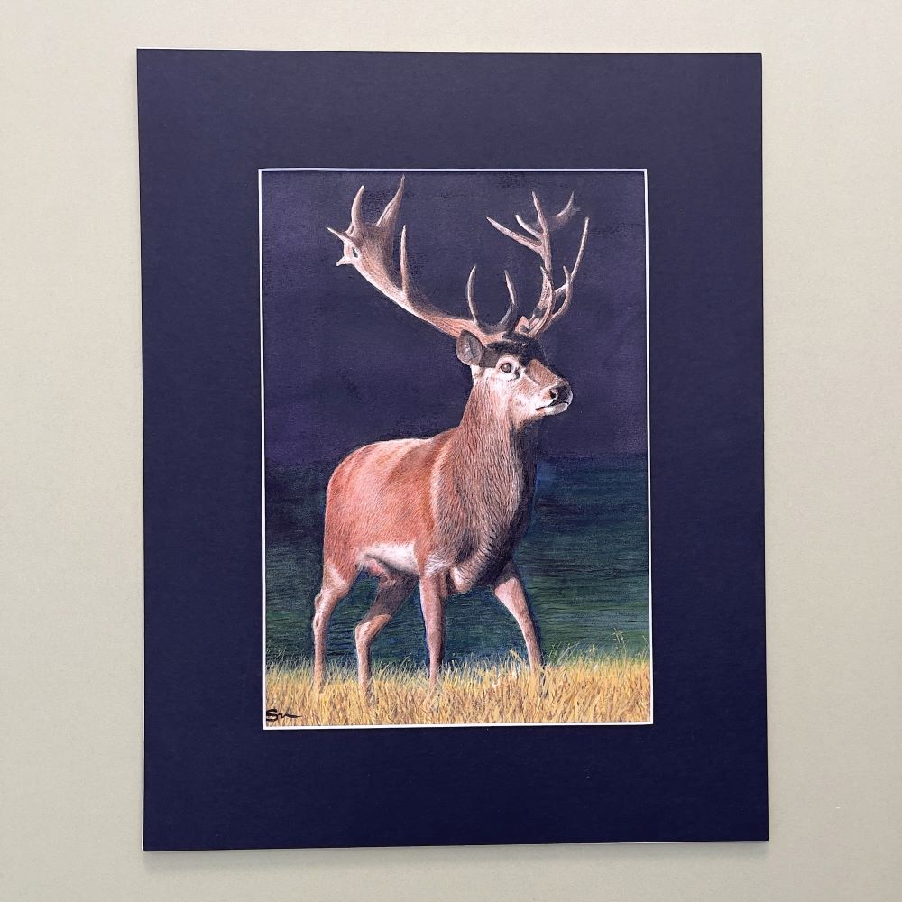 Portrait of a Highland Stag in Watercolours