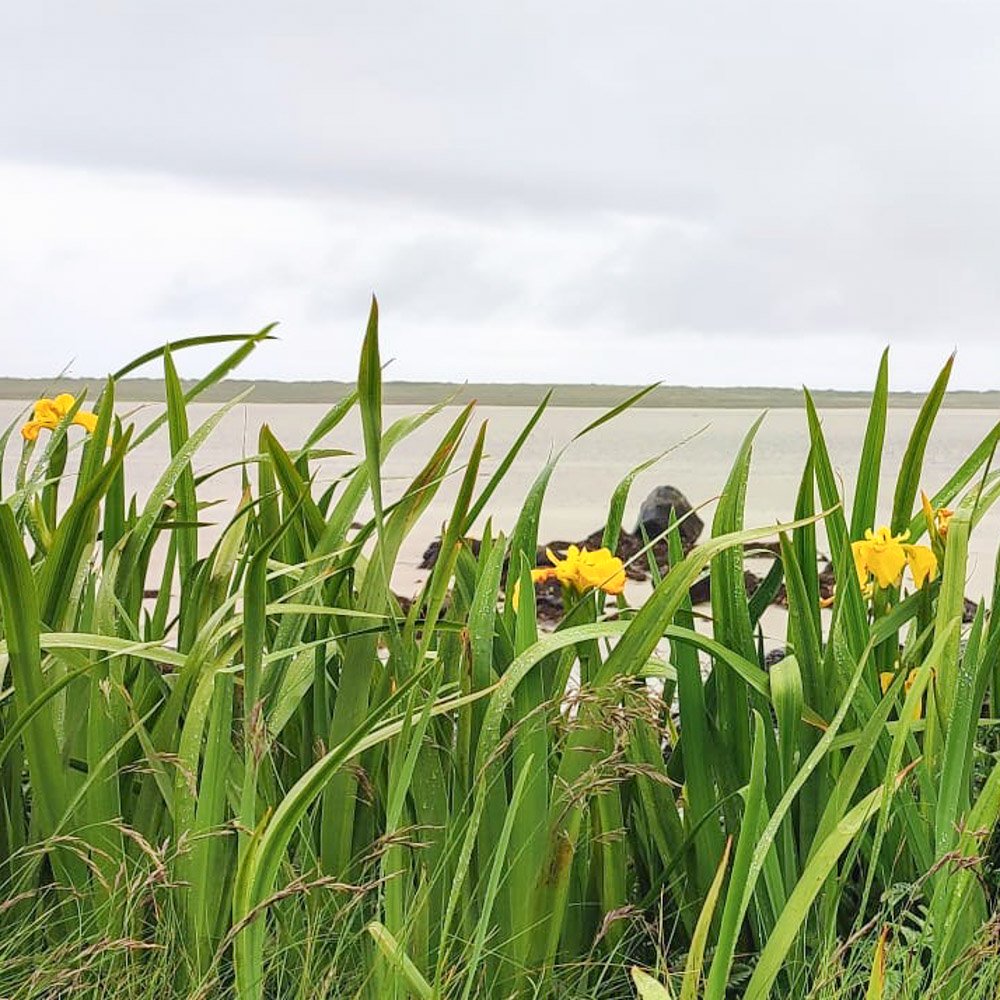 Flag Irises of the Western Isles