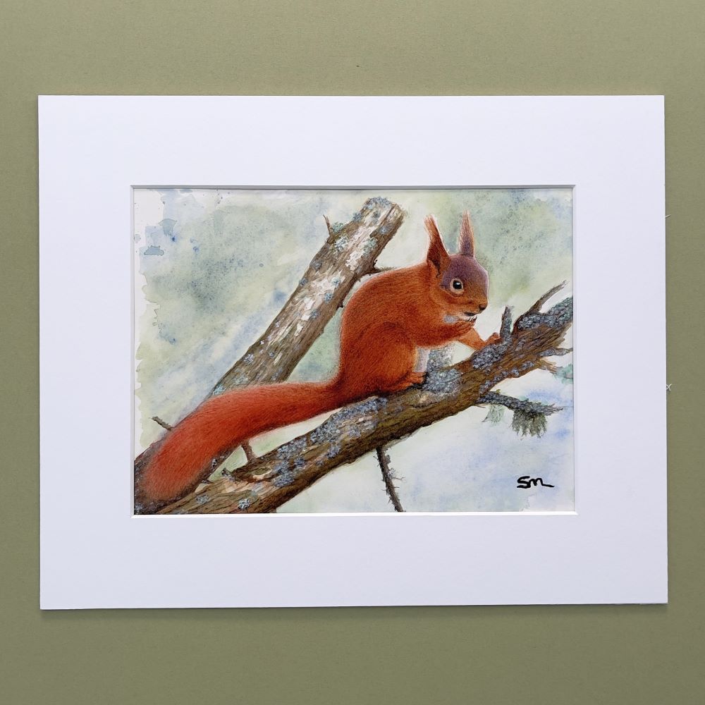 Red Squirrel