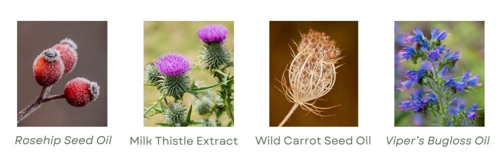 Key ingredients in restore - facial oil rosehip seed oil milk thistle extract wild carrot seed oil and vipers bugloss or echium oil