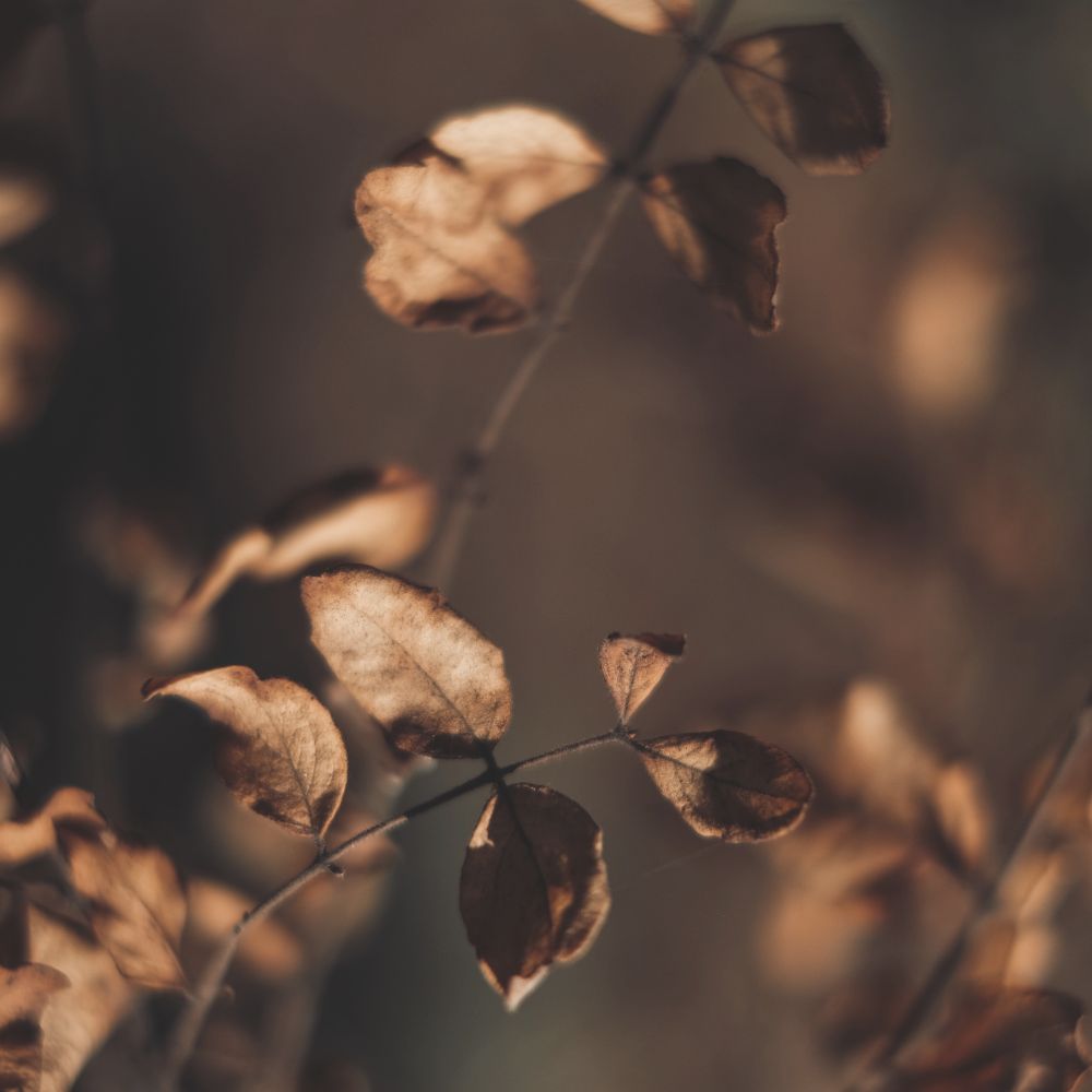 our skin barrier can become compromised ay the environment leading to dry itch flaky skin this is represented in this image by dry leaves