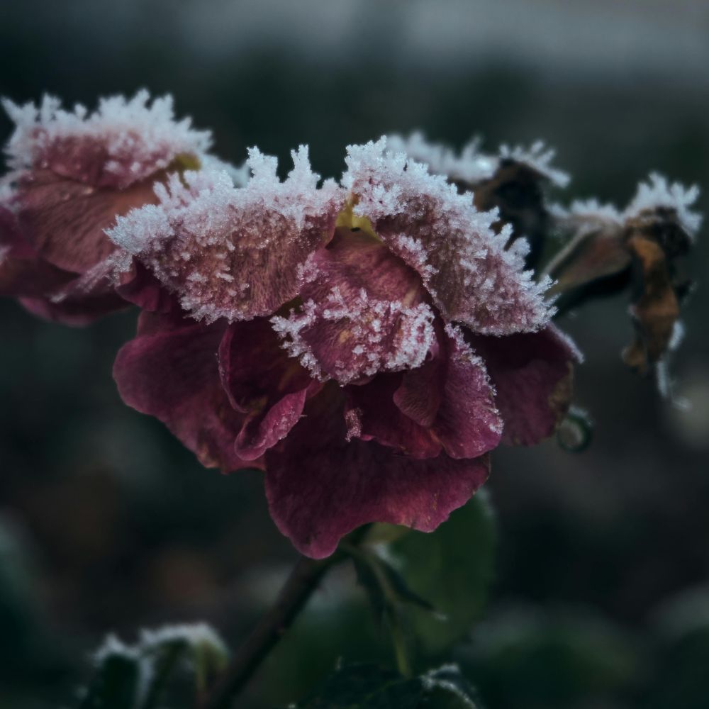 forzen flowers indicating the effect the cold environment can have on our skin