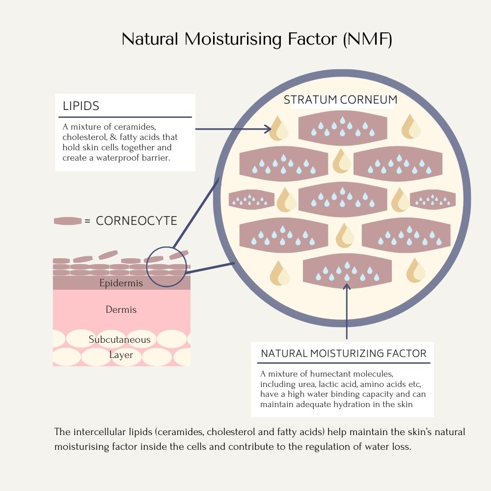 a graphic diagram of the structure of the skin and a close up of the stratum cornuem and the brick wall like structure to explain the Natural Moisturising Factor within the skin's cells