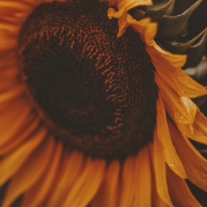 a close up shot of a sunflower with a dark setting to indicate the health benefits of sunflower seeds for skin
