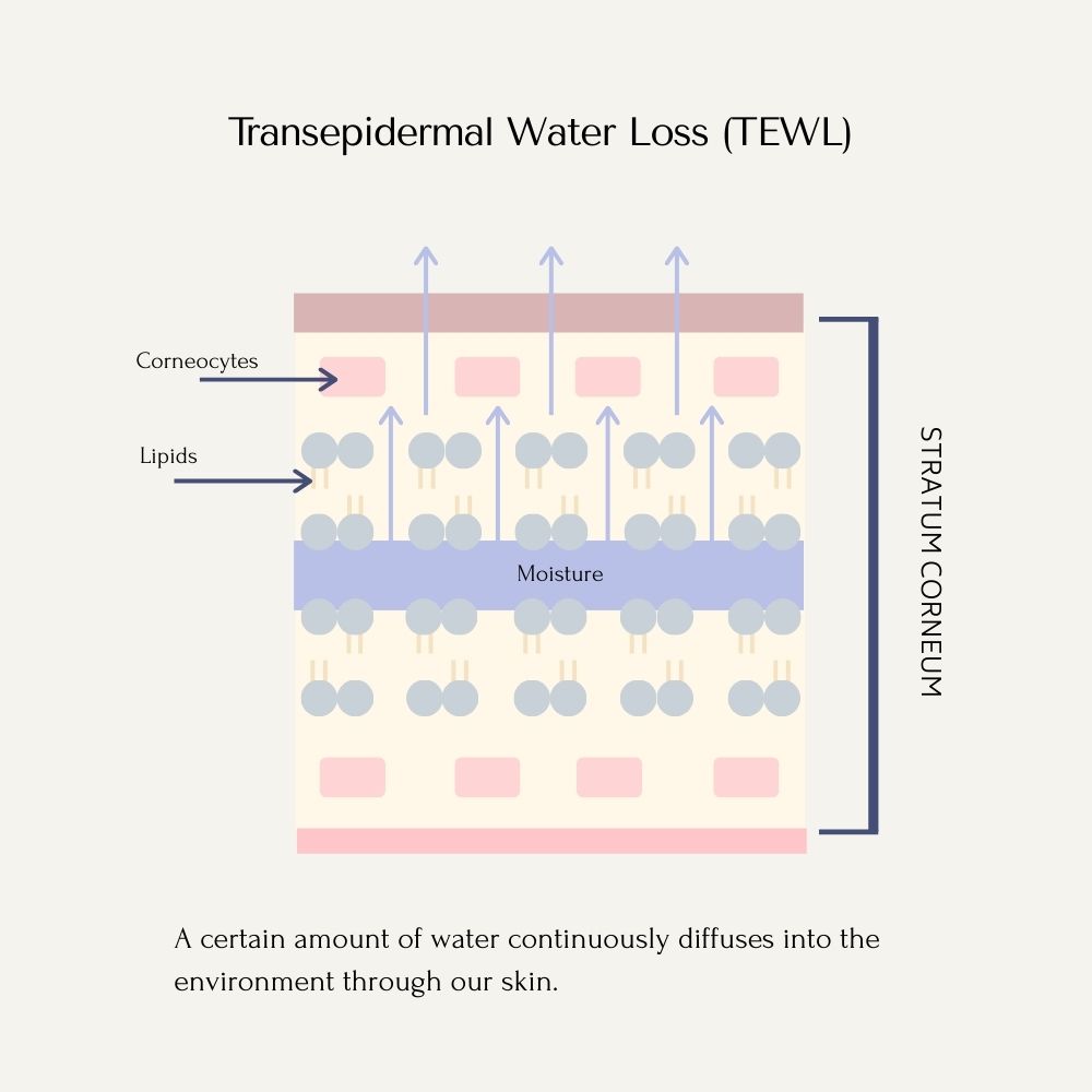 graphic of the skin's structure with blue arrows indicating water loss from the skins surface this is called transepidermal water loss