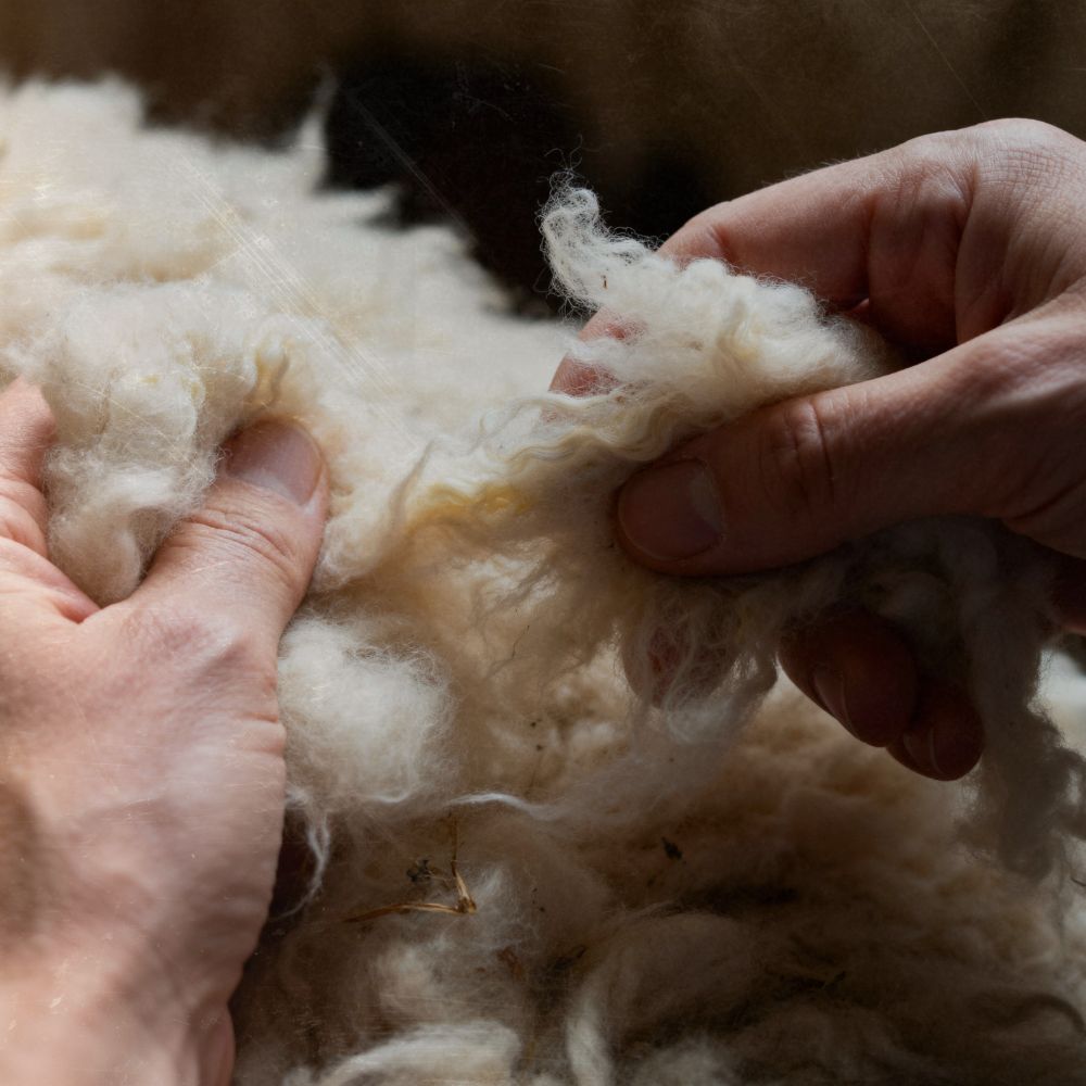 a lady's hands separated a washed wool fleece ready to spin on a spinning wheel this shows how Scotland has a long history of traditional crafts in the wool industry