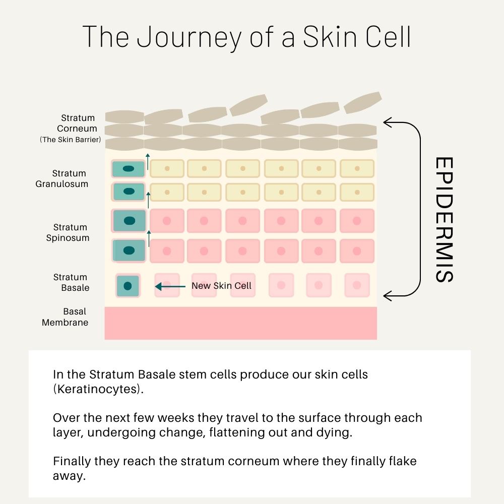 a graphic diagram of the journey of a skin cell. the diagram shows a new skin cell - a keratinocyte being formed in the basal membrane and then travelling towards the surface of the skin through the other layers of the epidermis where it finally flakes off.