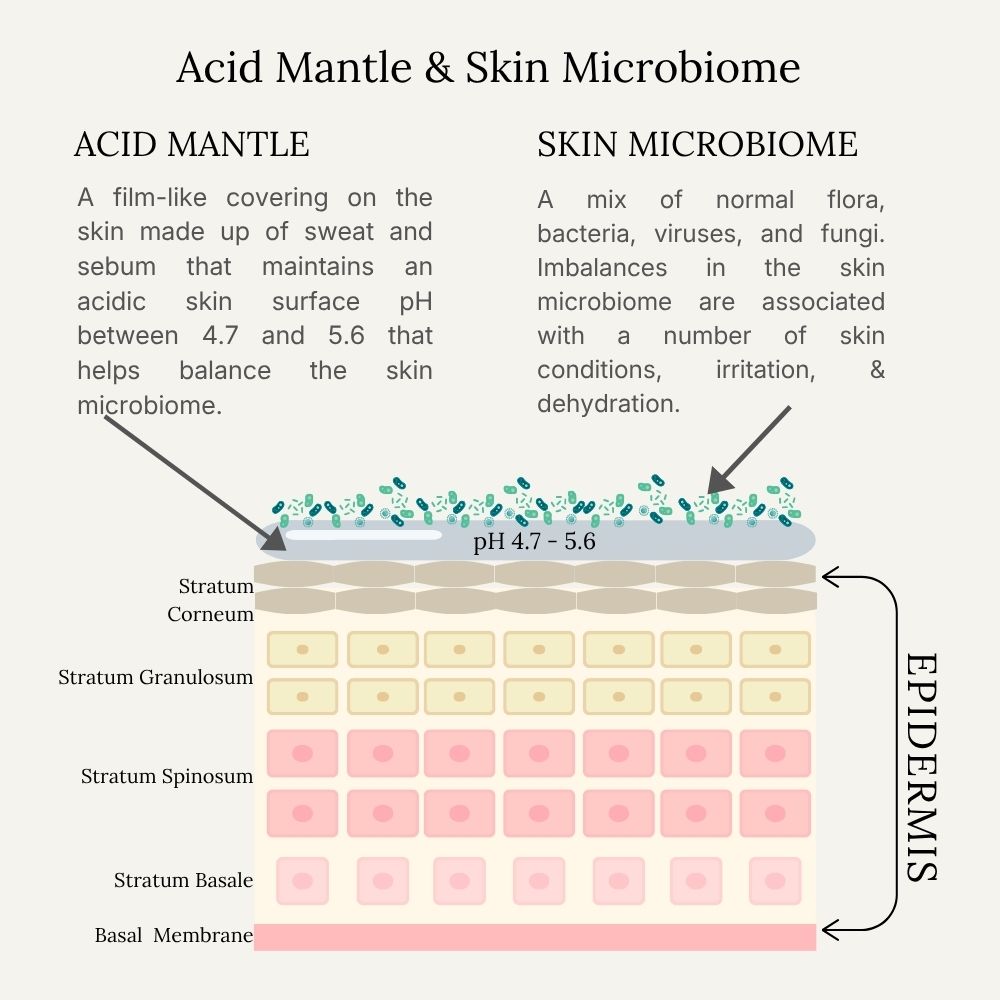 diagram detailing the skin acid mantle and the skin's microbiome
