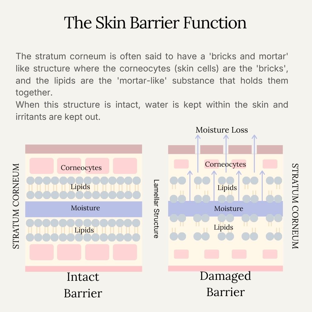 The Skin Barrier Function