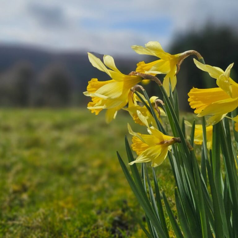 Daffodils in springtime to represent the theme of Spring Skin in Scotland on the Ola Ròs blog
