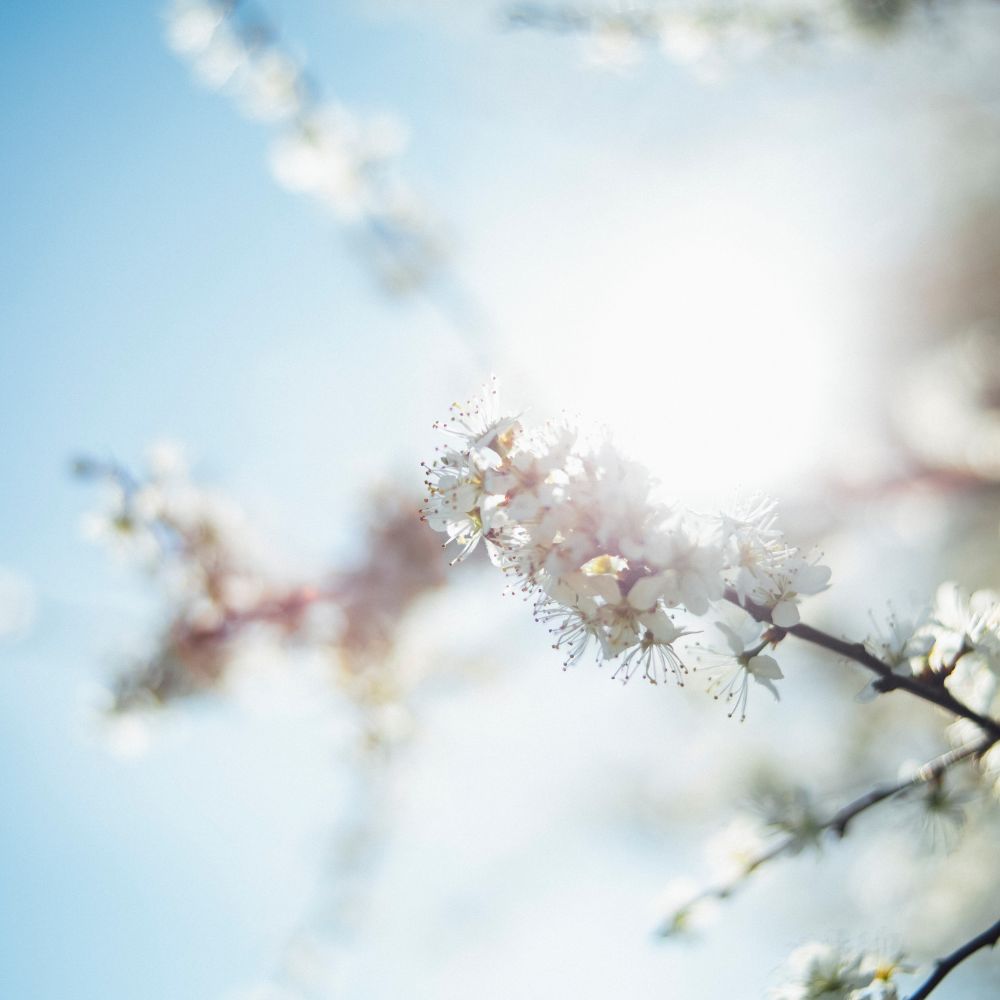 blossom in the spring sun representing how longer springtime days and increased UV exposure can affect spring skin